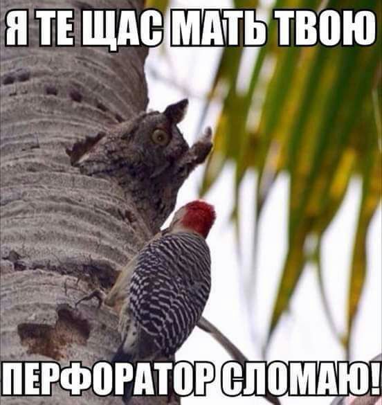 я ТЕ щдс мм твою 1 ПЕРФПРАТШ ШШШ _АШ