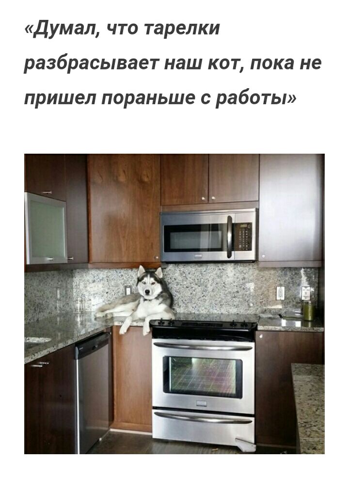 думал что тарелки разбрасывает наш КОТ пока не пришел пораньше с работы