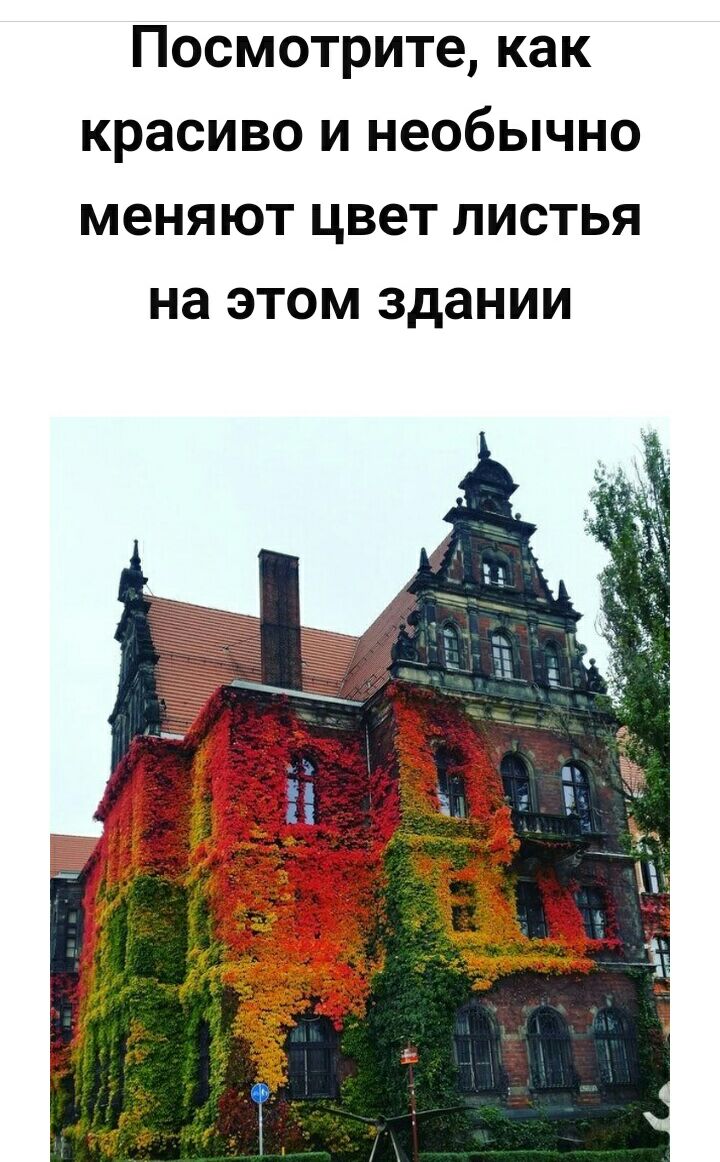 Посмотрите как красиво и необычно меняют цвет листья на этом здании