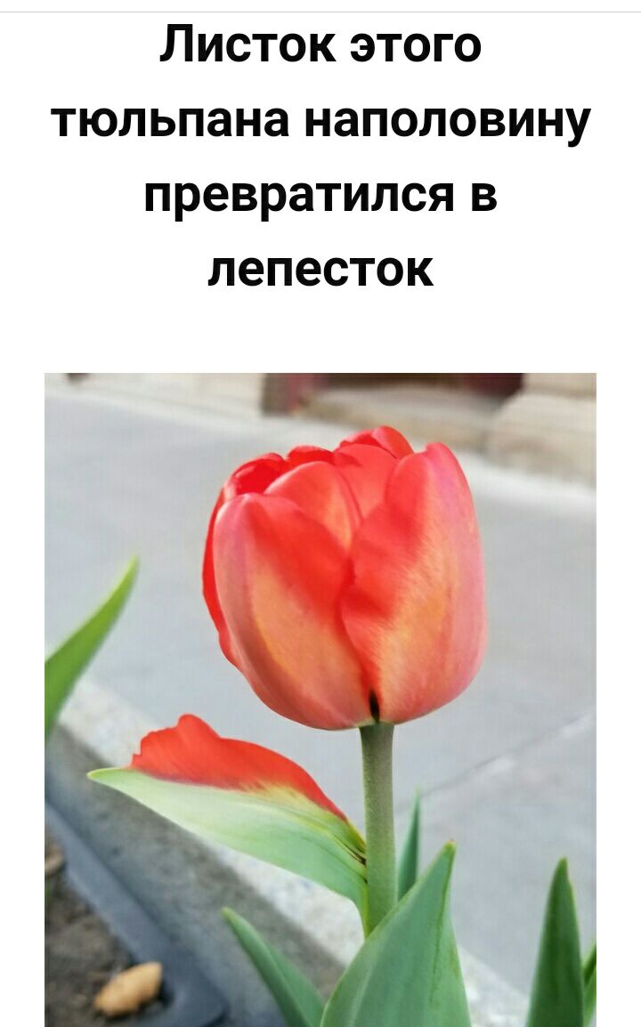 Листок этого тюльпана наполовину превратился в лепесток