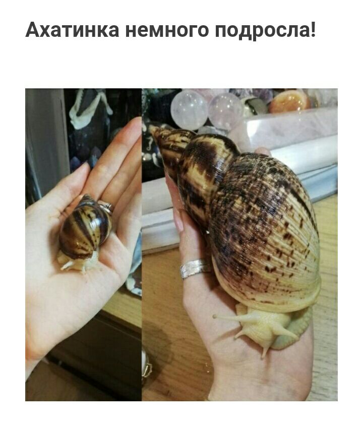 Ахатинка немного подросла