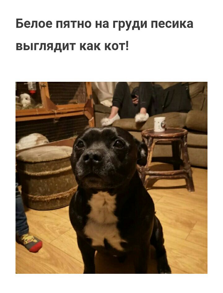 Белое ПЯТНО на груди песика ВЫГЛЯДИТ как КОТ