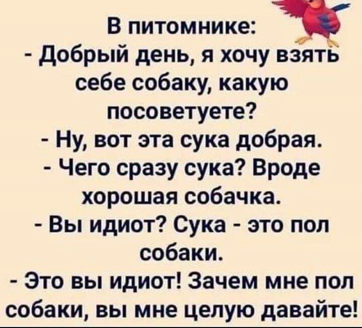 В питомнике добрый день я хочу взять себе собаку какую посоветуете Ну вот эта сука добрая Чего сразу сука Вроде хорошая собачка Вы идиот Сука это пол собаки Это вы идиот Зачем мне пол собаки вы мне целую давайте