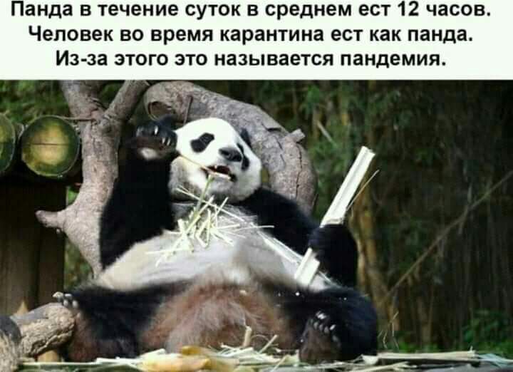 Панда в течение суток в среднем ест 12 часов Человек во время карантина ест как панда Из за этого это называется пандемия