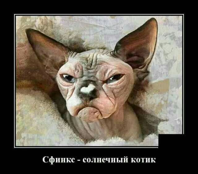 Сфинкс солнечный котик