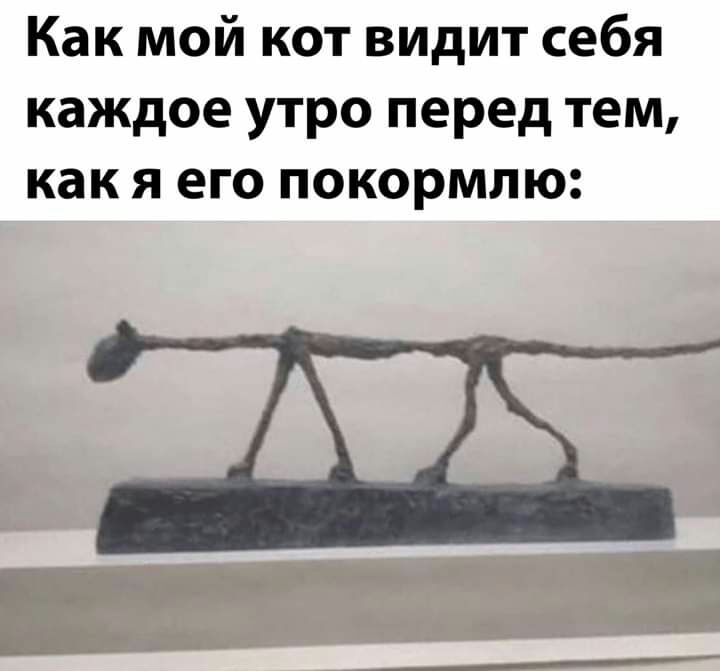 Как мой кот видит себя каждое утро перед тем как я его покормлю