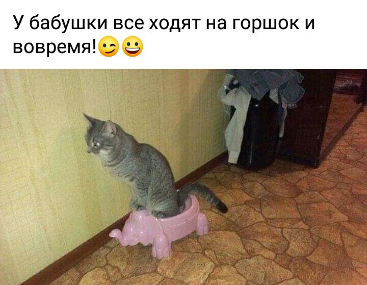 У бабушки все ходят на горшок и вовремяе