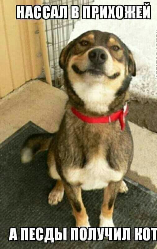 А д ПЕВДЫ ШШШ ШП