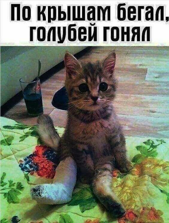 по крышам бегал голубем гон _ й