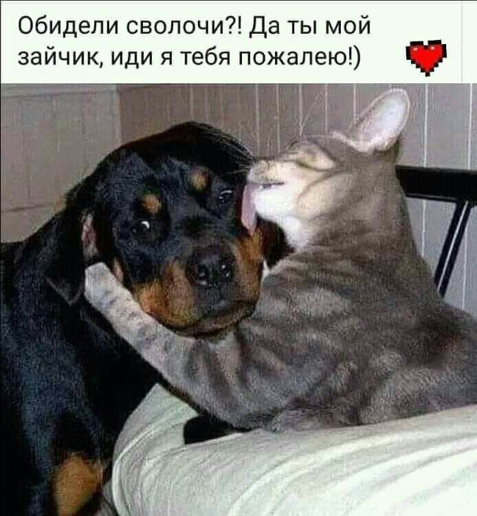 Обидели сволочи Да ты мой зайчик иди я тебя пожалею 1