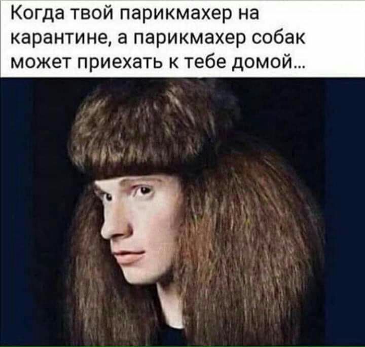 Когда твой парикмахер на карантине а парикмахер собак МОЖЗТ ПРИЭХЭТЬ К тебе дОМОЙ
