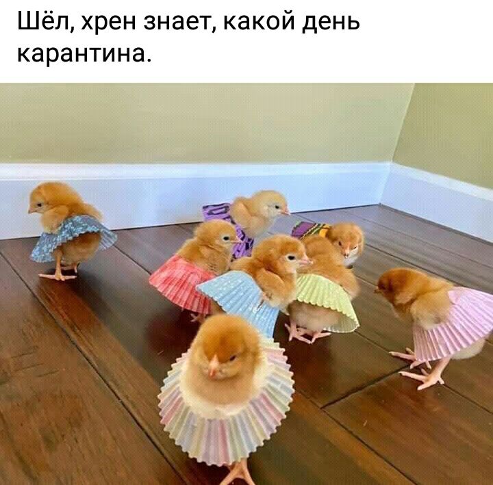 Шёл хрен знает какой день карантина
