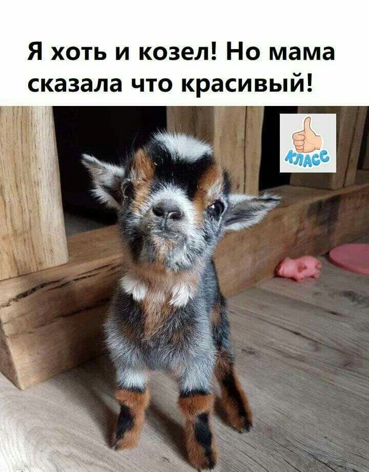Я хоть и козел Но мама сказала что красивый