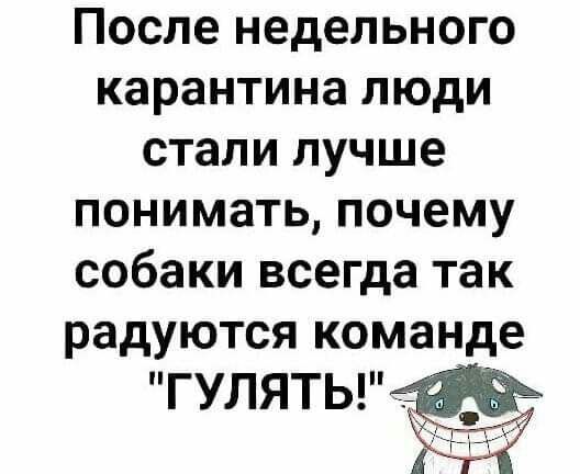 После недельного карантина люди стали лучше понимать почему собаки всегда так радуются команде ГУЛЯТЬ