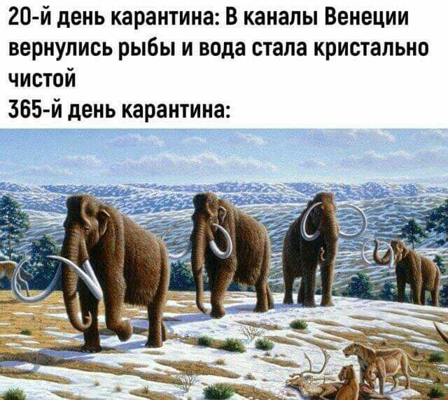 20 й день карантина В каналы Венеции вернулись рыбы и вода стала кристально чистой 365 й день карантина