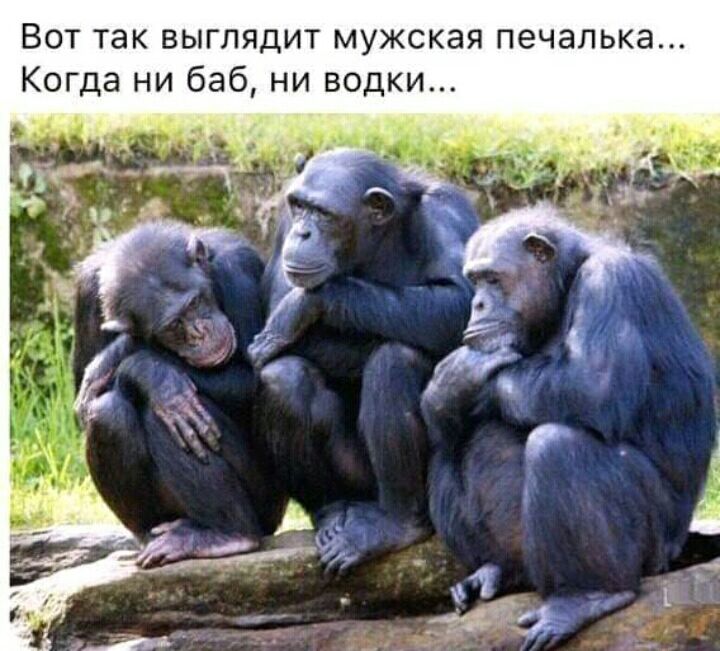 Вот так выглядит мужская печалька Когда ни баб ни водки