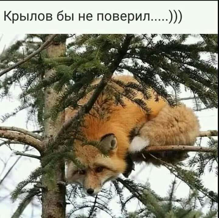 Крылов бы не поверил