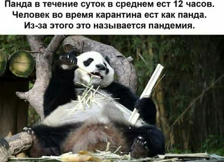 Панда в течение суток в среднем ест 12 часов Человек во время карантина ест как панда Из за этого это называется пандемия