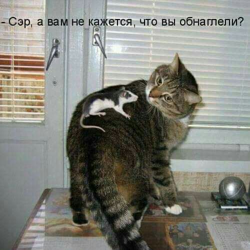 Сер а вам не кдЖется что вы обнатепи ЁЁ