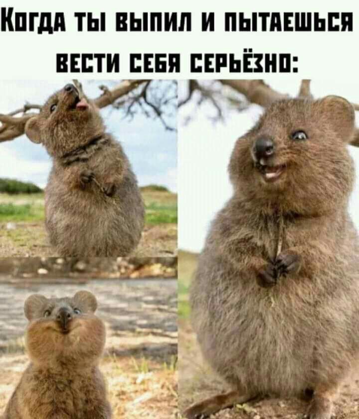 КШМ ТЫ ВЫПИП И ПЫТПЕШЬШ ВЕСТИ ЕЕЕЦ ПЕРЬЁШП