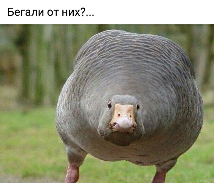 Бегали от них