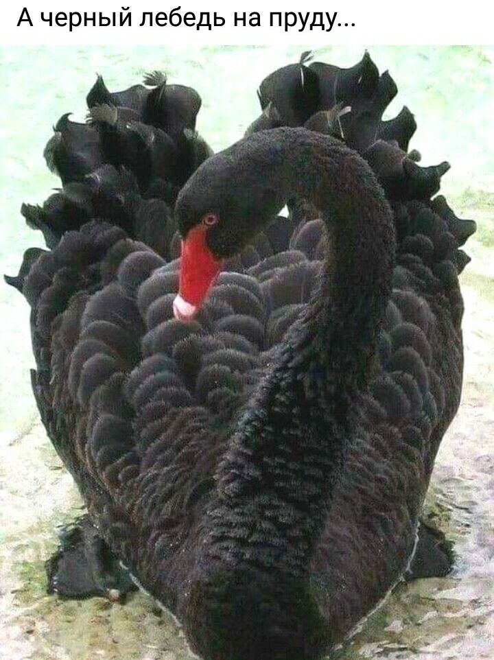 А черный лебедь на пруду
