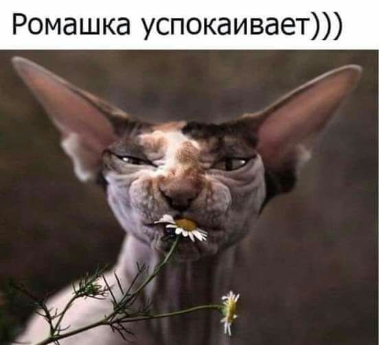 Ромашка успокаивает