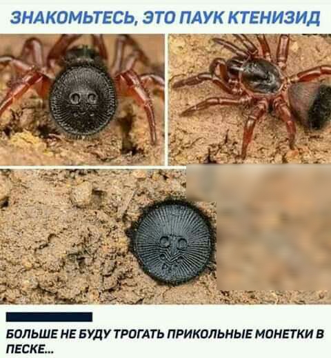 ЗНАКОМЬТЕСЬ ЭТО ПАУК КТЕНИЕЧАД БОЛЬШЕ НЕ БУДУ ТРПГАТЬ ПРИКОЛЬНЫЕ МПНЕТКИ В ПЕЕКЕ