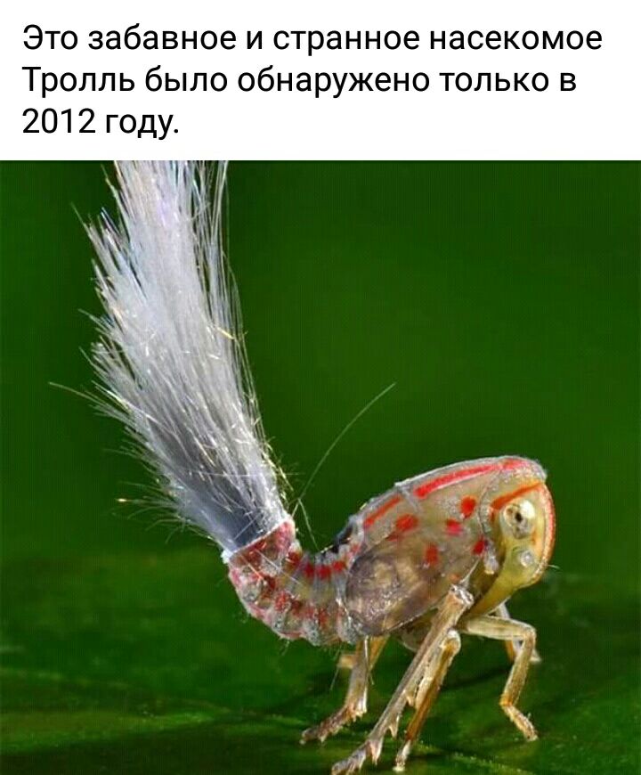 Это забавное и странное насекомое Тролль было обнаружено только в 2012 году