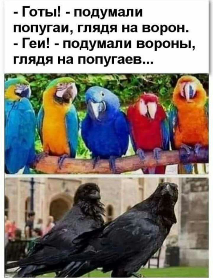 Готы подумали попугаи глядя на ворон Геи подумали вороны ГЛЯДЯ на попугаев