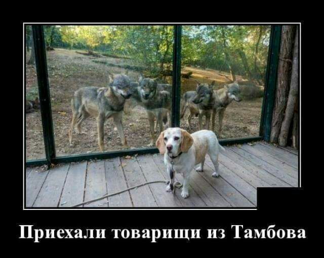 Приехали товарищи из Тамбова