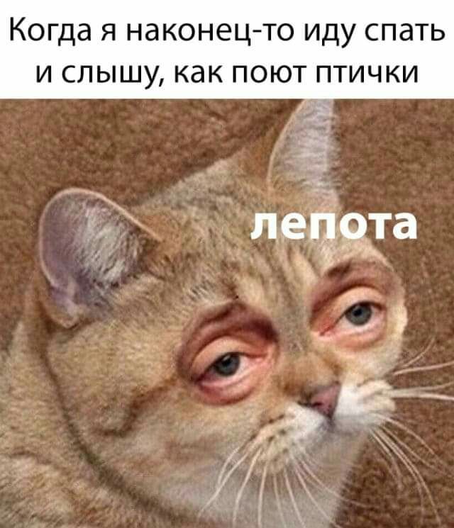 Когда я наконец то иду спать и слышу как поют птички