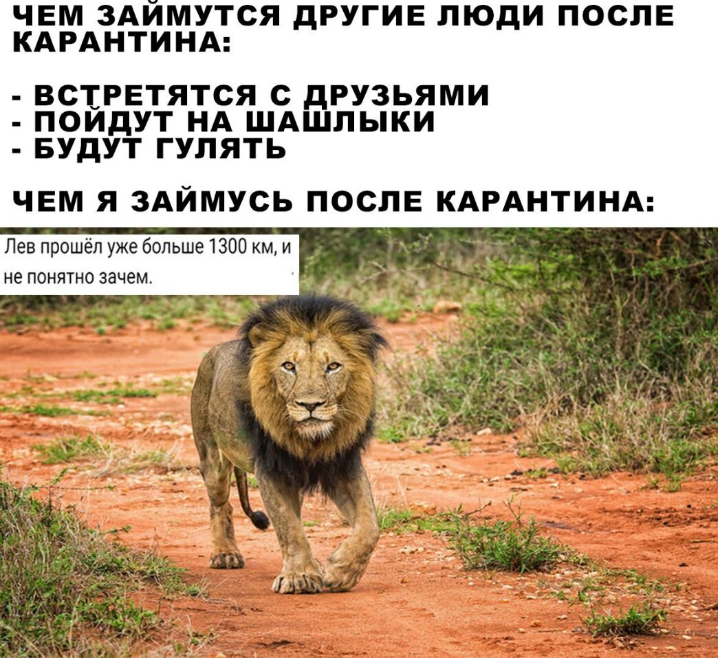 ЧЕМ ЗАИМУТСЯ дРУГИЕ ЛЮДИ ПОСЛЕ КАРАНТИНА ВСТРЕТЯТСЯ С дРУЗЬЯМИ ПОИДУТ НА ШАШПЫКИ БУДУТ ГУЛЯТЬ ЧЕМ Я ЗАЙМУСЬ ПОСЛЕ КАРАНТИНА Лев прошёл уже больше 1300 км и не понятно зачем г Т ч 1 д _ у _ _ ті 55353 _ Ч 1 __ и _
