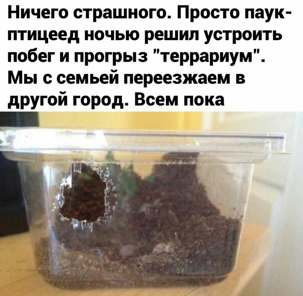 Ничего страшного Просто паук птицеед ночью решил устроить побег и прогрыз террариум Мы с семьей переезжаем в другой город Всем пока