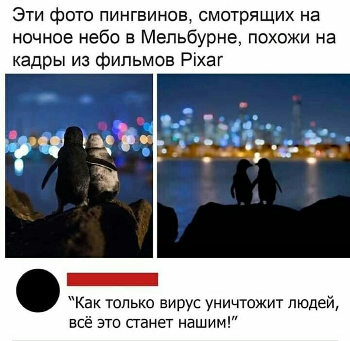Эти фото пингвинов смотрящих на ночное небо в Мельбурне похожи на кадры из фильмов Ріхаг Как только вирус уничтожит людей всё это станет нашим