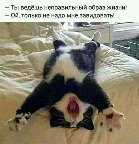 Ты ведешь неправильный образ жизни Ой только не надо мне завидовать _