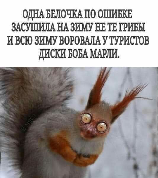 ОДНА БЕЛОЧКА по оцшвкв ЗАСУЦШЛА НА зиму нв тв тины ивсюзиму ВОРОВАЛАУТУРИСТОВ диски вом МАРШ1