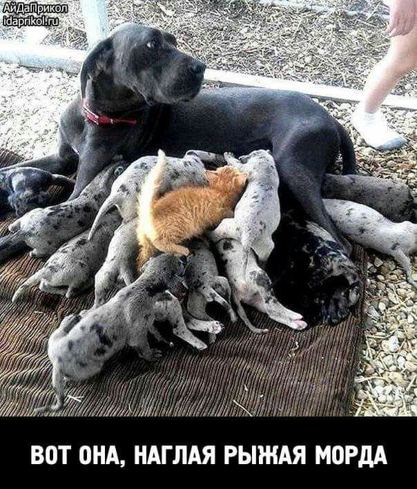ВОТ ОНА НАГЛАЯ РЫЖАЯ МОРдА