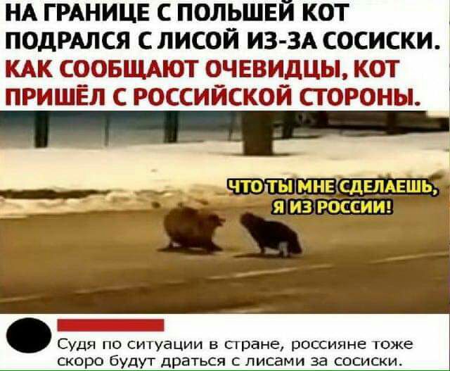 НА ГРАНИЦЕ польшни кот ПОДРАЛСЯ с лисой ИЗ ЗА сосиски КАК СООБЩАЮТ очевидцы кот ПРИШЁП с российской стороны _ Судя по ситуации в стане россияне тоже скоро будут драться лисами за сосиски