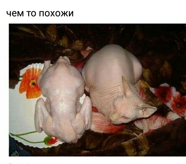 чем ТО ПОХОЖИ