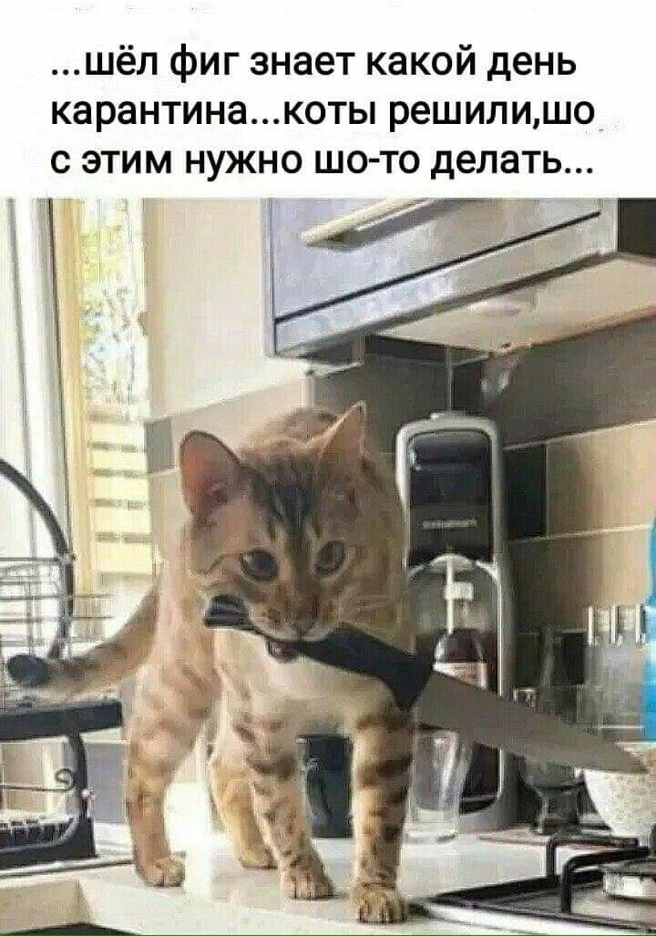 шёл фиг знает какой день карантинакоты решилишо_ с этим нужно шо то делать