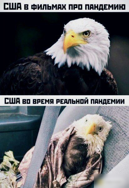 Шд Фильмах пвп пдндвмин