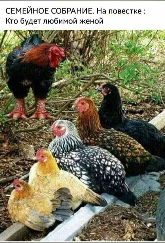 и женой г к Т с е в 0 П 3 Н с И Н и Б О С Е О Н И Е М Е С Кто будет любимо