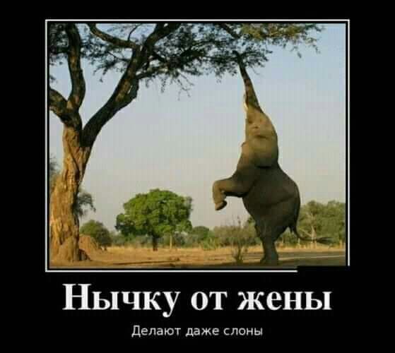 Нычку от жены делают даже паны