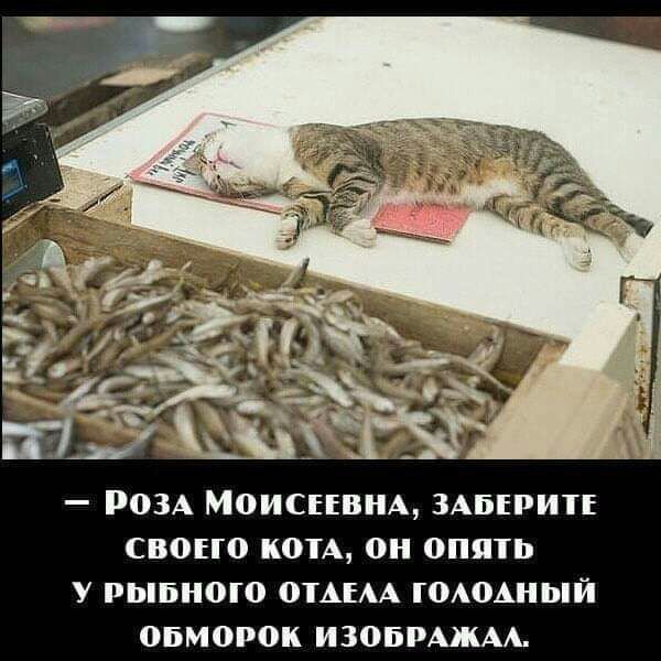 _ Ром М0ИСЕЕВНА ЗАВЕРИТЕ свопо К0ТА 0Н 0ППЪ У РЫБН010 ОТАЕАА Г0А0АНЫЙ обморок изоыцжм