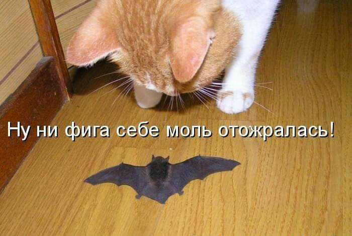 Ну ни фига себе моль отожралась