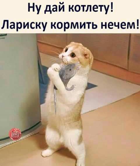 Ну дай котлету Лариску кормить нечем