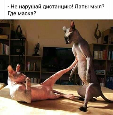 Не нарушай дистанцию Лапы мыл Где маска