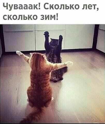 Чувааак Сколько лет сколько зим