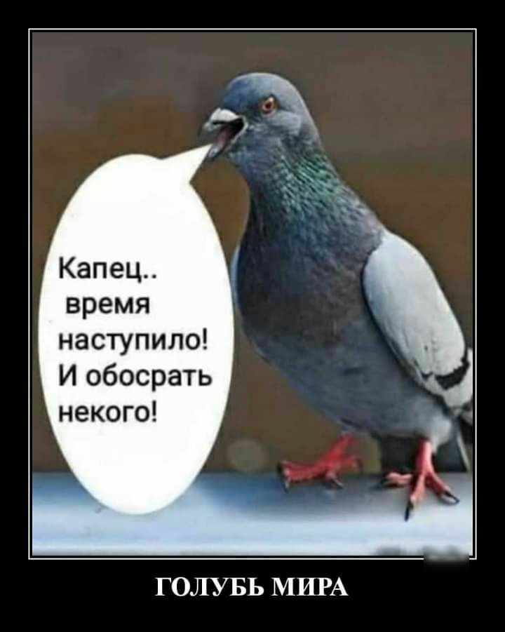 Капец время наступило И обосрать некого ГОЛУБЬ МИРА